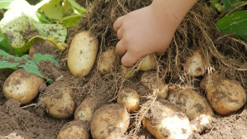 One of the most unpretentious potato varieties - Lina: description of yield and tips for growing