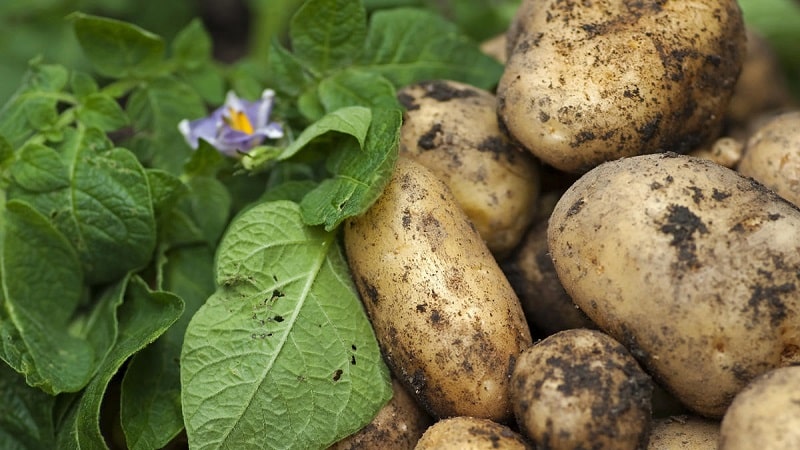 En af de mest uhøjtidelige kartoffelsorter - Lina: beskrivelse af udbytte og tips til dyrkning