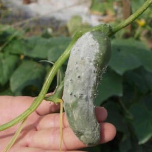 Cómo curar pepinos en invernadero de la podredumbre blanca.