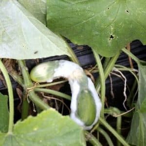 Cómo curar pepinos en invernadero de la podredumbre blanca.