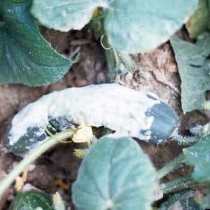 How to cure cucumbers in a greenhouse from white rot