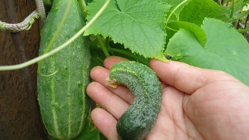 오이가 온실에서 비뚤어지게 자라는 이유와 과일의 변형을 방지하려면 어떻게 해야 할까요?