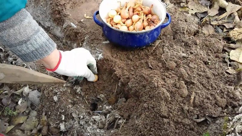 Vlastnosti výsadby cibule před zimou: po jakých plodinách je lze zasadit?