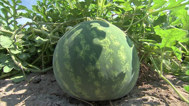 Características do cultivo de melancias na Sibéria em terreno aberto: instruções passo a passo