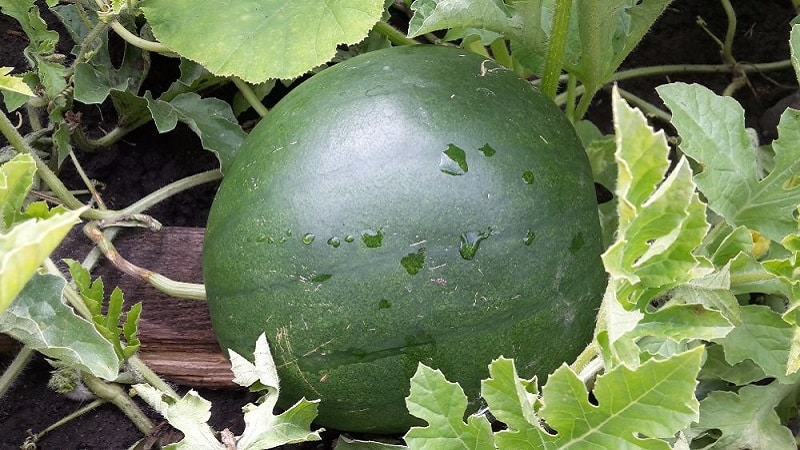 Características do cultivo de melancias na Sibéria em terreno aberto: instruções passo a passo