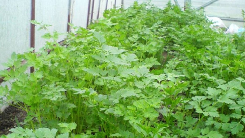 Features of growing parsley in a greenhouse for sale