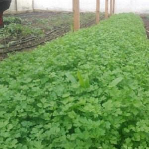 Característiques del cultiu de julivert en un hivernacle a la venda