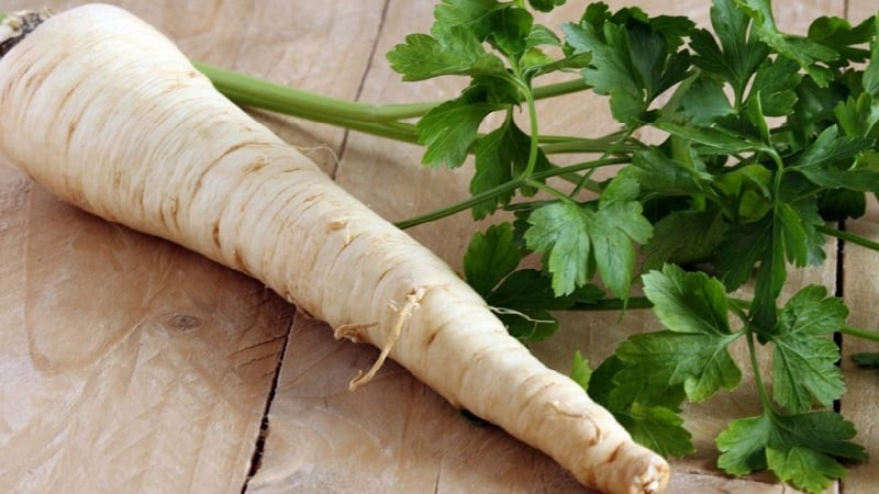 Característiques del cultiu de julivert en un hivernacle a la venda