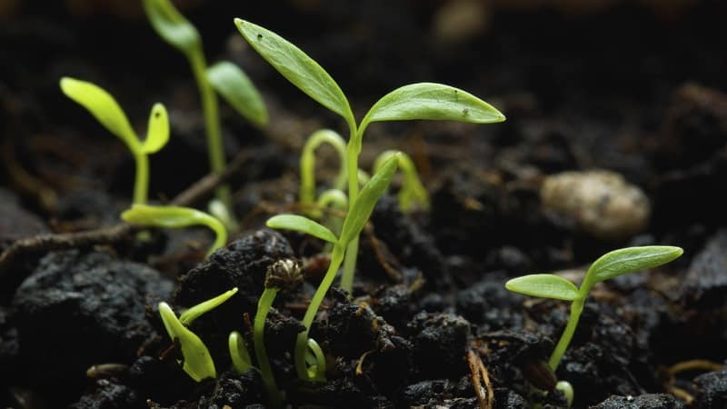 Características del cultivo de perejil en invernadero a la venta.