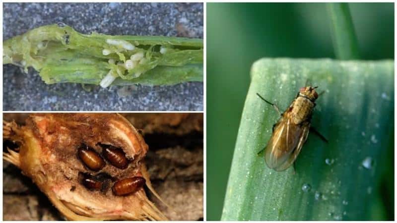 Cuidado com a mosca da cebola: como lutar e vencer