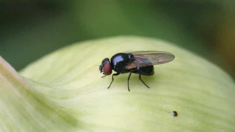 Cuidado com a mosca da cebola: como lutar e vencer