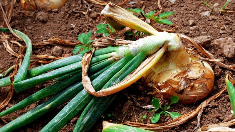 Cuidado com a mosca da cebola: como lutar e vencer