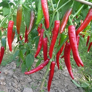 Distingim les fruites calentes de manera senzilla i senzilla: pebre de caiena i xile: quina diferència hi ha i com utilitzar-les