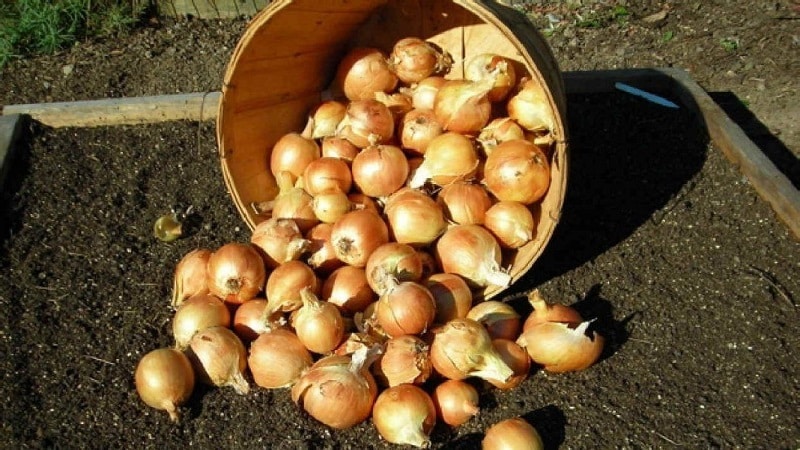 Vinter sorter av lök set för plantering före vintern