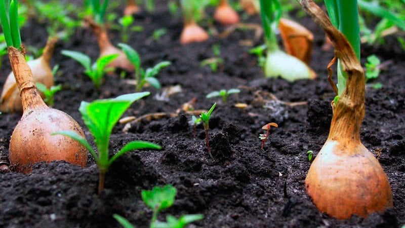 Varietats d'hivern de jocs de ceba per plantar abans de l'hivern