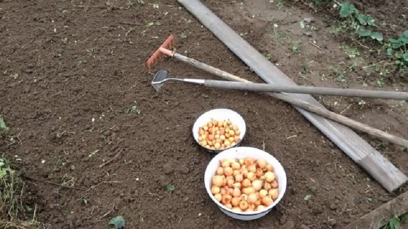 Varietats d'hivern de jocs de ceba per plantar abans de l'hivern