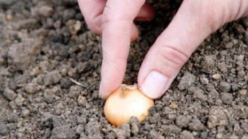 Vinter sorter av lök set för plantering före vintern