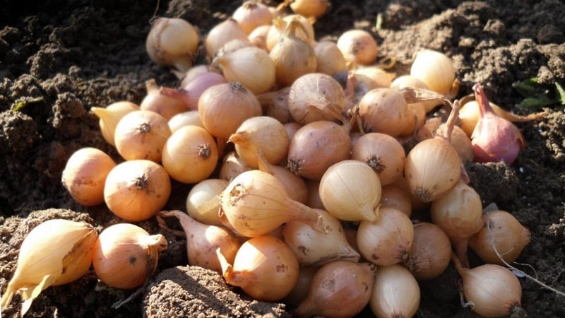 Varietats d'hivern de jocs de ceba per plantar abans de l'hivern