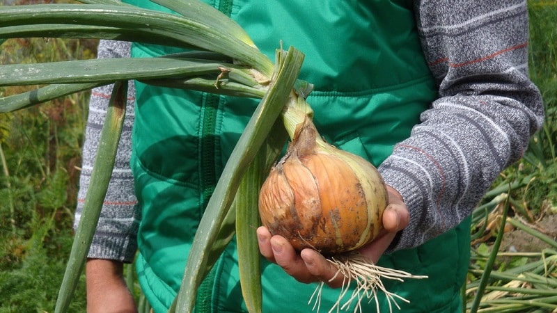 Varietats d'hivern de jocs de ceba per plantar abans de l'hivern