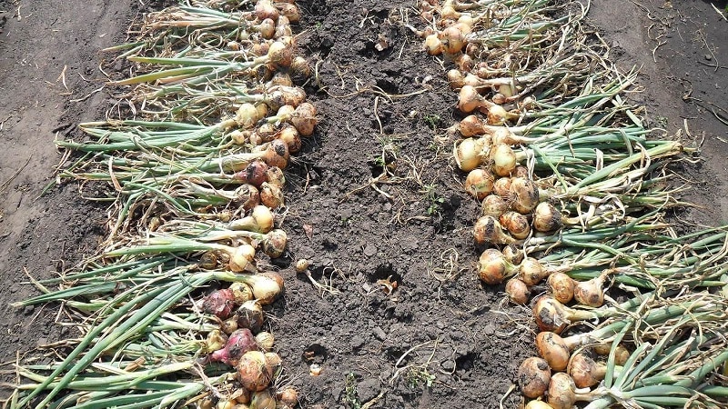 Varietats d'hivern de jocs de ceba per plantar abans de l'hivern