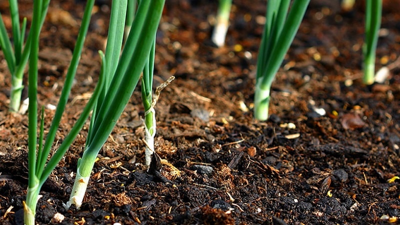 Varietats d'hivern de jocs de ceba per plantar abans de l'hivern