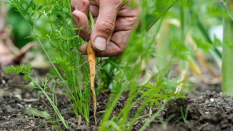 Analysis of mistakes when growing: why carrots are bitter and how to prevent it