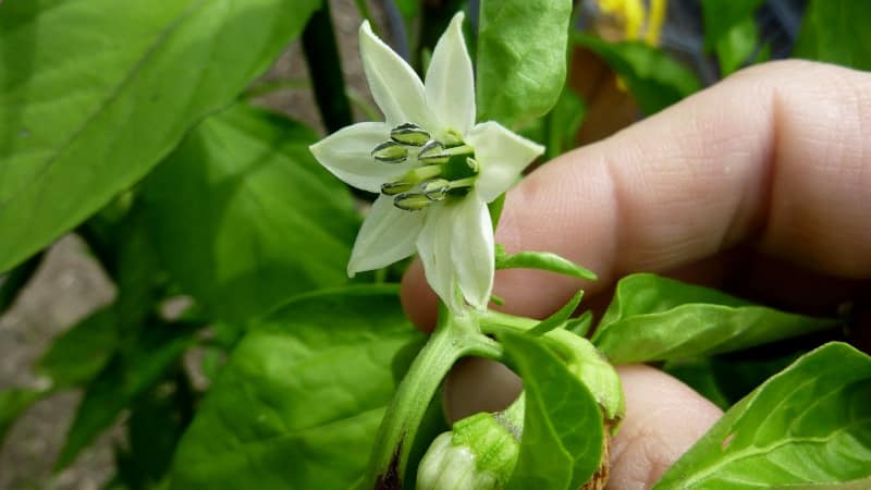 Warum Paprika im Gewächshaus nicht fest wird: Was tun, um eine reiche Ernte zu erzielen?