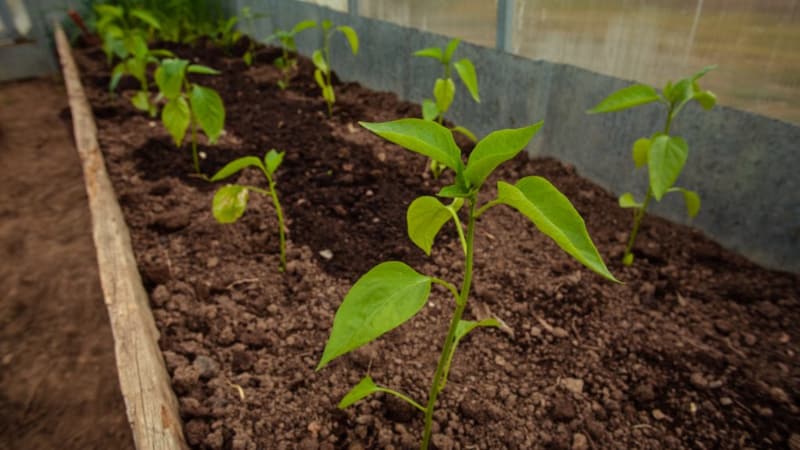 Varför paprika inte sätter sig i ett växthus: vad man ska göra för att få en rik skörd