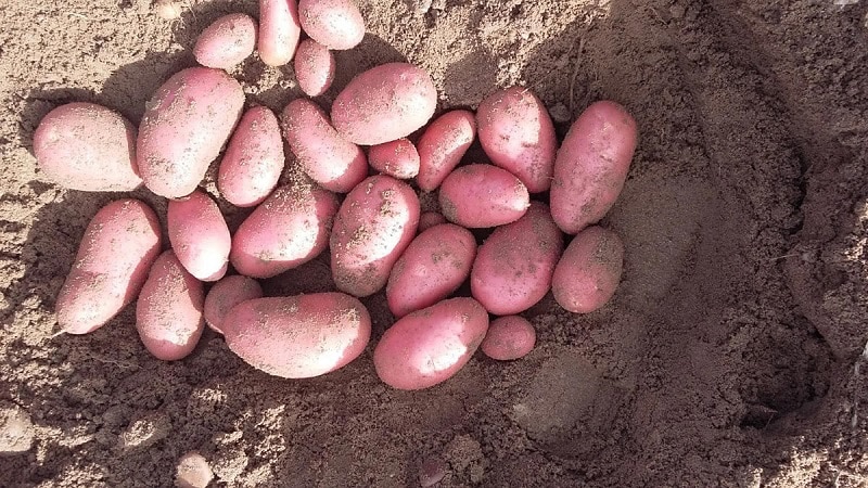 Pourquoi les jardiniers aiment cultiver des pommes de terre cerises : caractéristiques et description de la variété