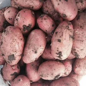 Por qué a los jardineros les encanta cultivar patatas cherry: características y descripción de la variedad.