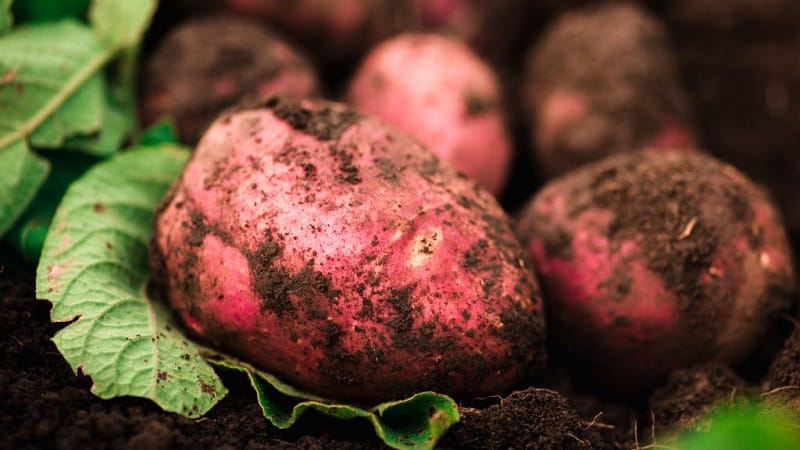 Waarom tuinders graag kersenaardappelen kweken: kenmerken en beschrijving van het ras