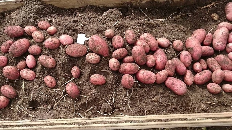 Waarom tuinders graag kersenaardappelen kweken: kenmerken en beschrijving van het ras