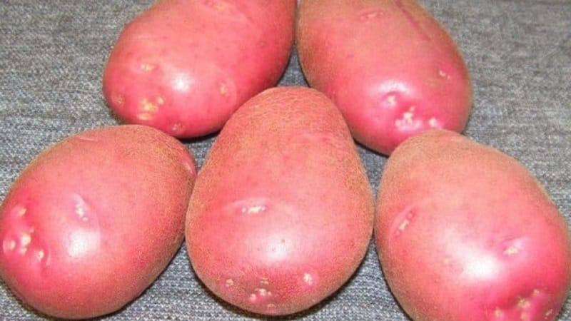 Por que os jardineiros adoram cultivar batata cereja: características e descrição da variedade