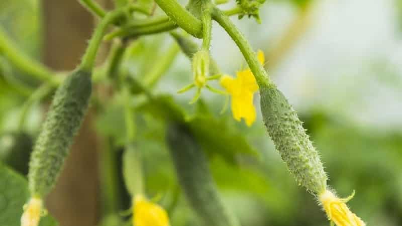 Why do the ovaries of cucumbers fall off and what to do to save your harvest?