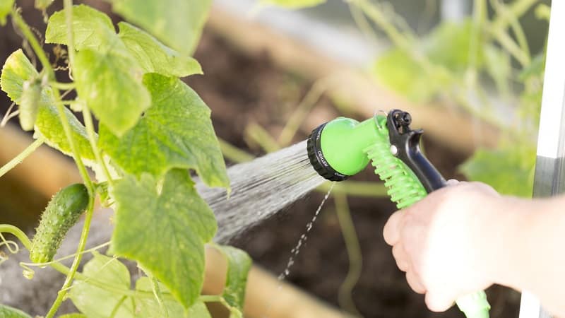 Why do the ovaries of cucumbers fall off and what to do to save your harvest?