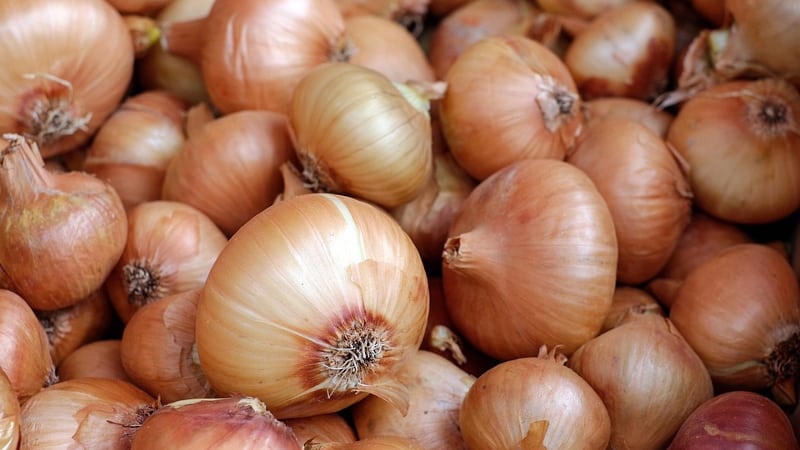 Warum Frauen Zwiebeln essen sollten und wie nützlich sie sind