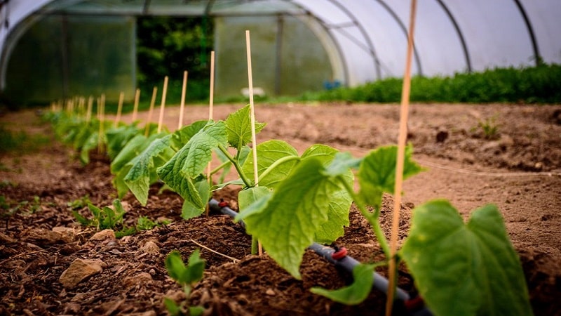 Pinapakain namin ang mga pipino sa greenhouse para sa isang masaganang ani: mga diagram at mga recipe