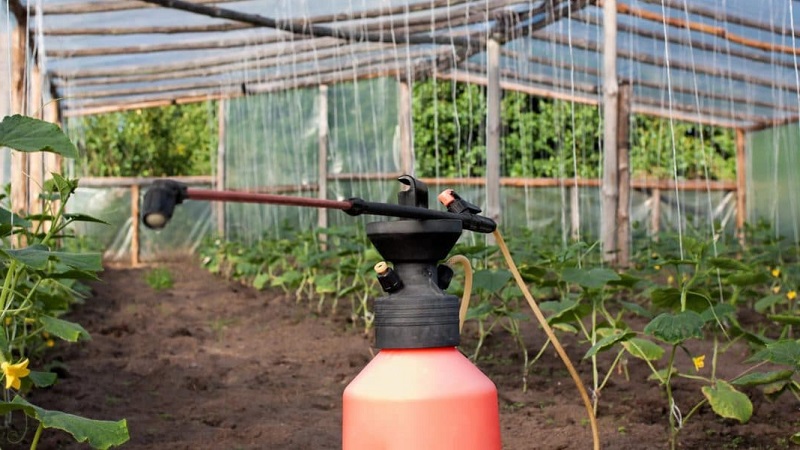 Alimentem cogombres a l'hivernacle per a una collita rica: diagrames i receptes