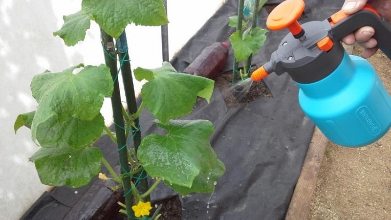 We feed cucumbers in the greenhouse for a rich harvest: diagrams and recipes