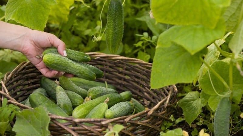 Jak nawozić ogórki dziewanny: przygotowanie nawozu i zasady jego stosowania