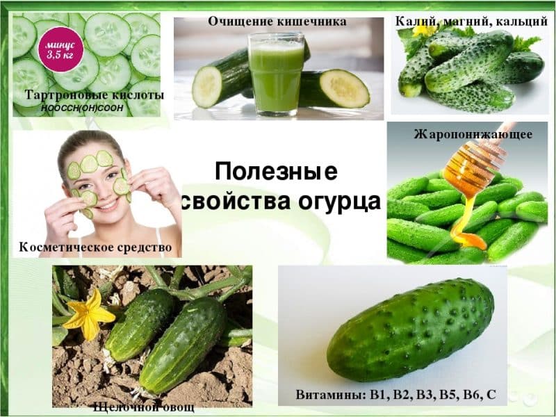 The benefits and harms of cucumbers for women’s health and methods of their use