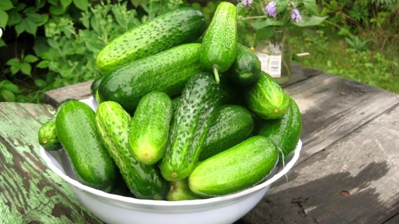 The benefits and harms of cucumbers for women’s health and methods of their use