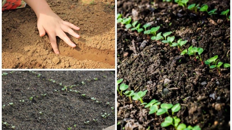 Plantera rädisor i augusti - när ska man plantera och är det möjligt att göra det?