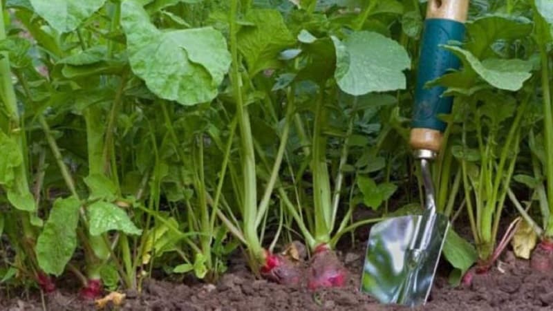 Radijzen planten in augustus - wanneer planten en is het mogelijk om dit te doen?