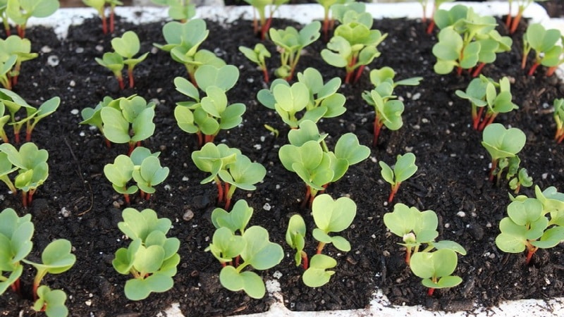 Plante reddiker i august - når skal man plante og er det mulig å gjøre det?