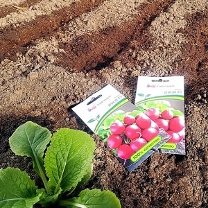 Planting radishes in August - when to plant and is it possible to do it?