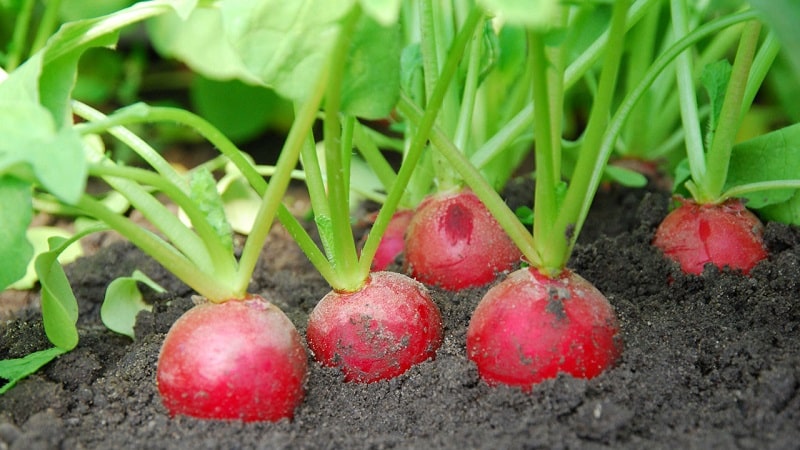 Plante reddiker i august - når skal man plante og er det mulig å gjøre det?