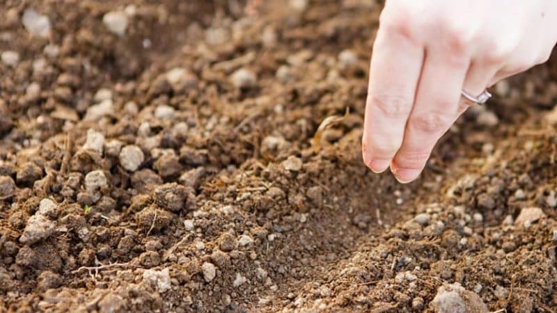 Instruccions per plantar llavors d'anet a terra oberta per a jardiners principiants