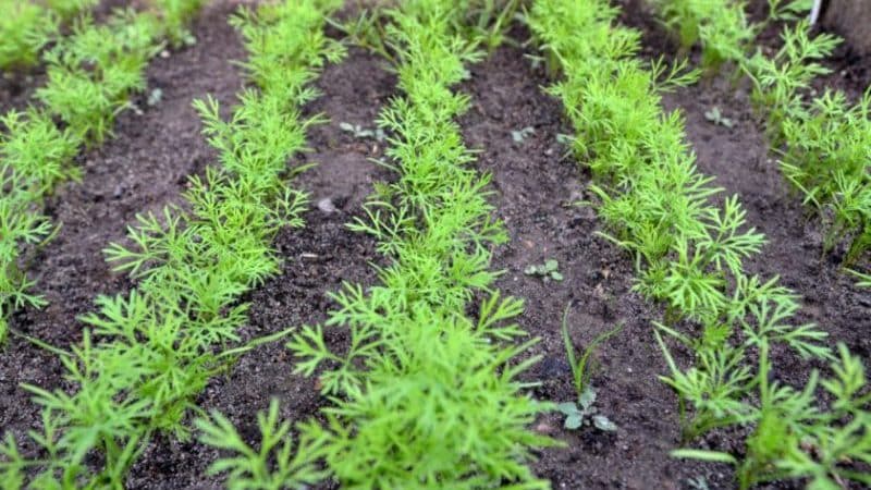 Instruccions per plantar llavors d'anet a terra oberta per a jardiners principiants