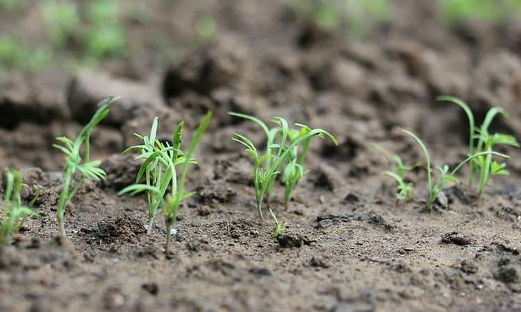 Instruccions per plantar llavors d'anet a terra oberta per a jardiners principiants